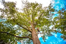 Professional Tree Care in New Burlington, OH