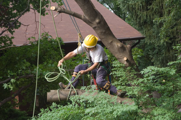 Best Leaf Removal  in New Burlington, OH