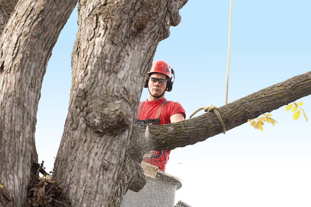 Best Tree Maintenance Programs  in New Burlington, OH