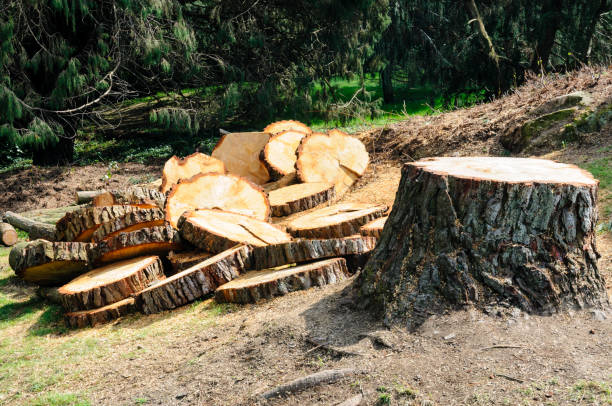 Best Tree Preservation Services  in New Burlington, OH